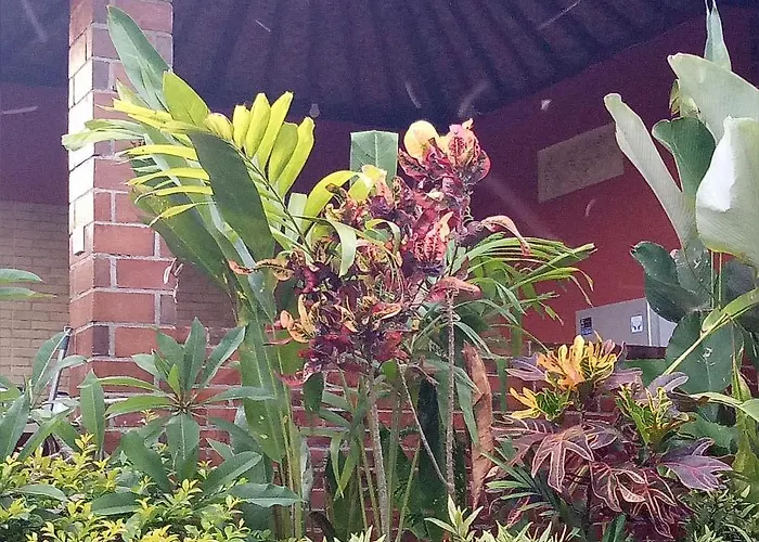 Mulia